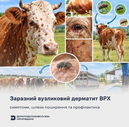 🐄 Заразний вузликовий дерматит ВРХ: як захистити поголів’я?